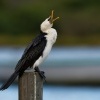 Kormoran cernobily - Microcarbo melanoleucos - Little Pied Cormorant 3586